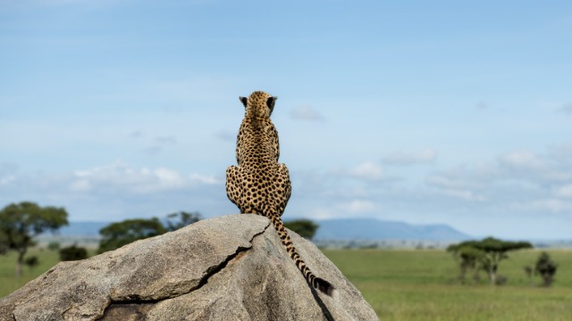 Ghepardo Serengeti National Park | Safari Tanzania Zanzibar