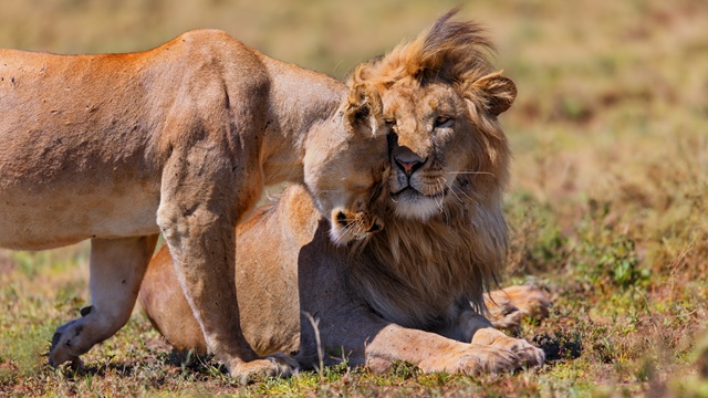 Leoni Serengeti National Park | Safari Tanzania Zanzibar