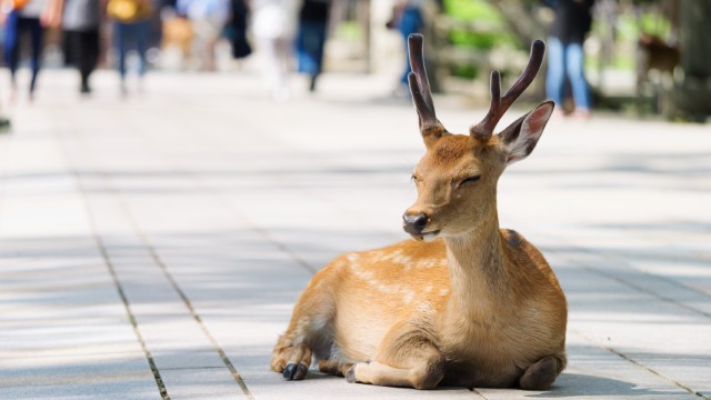 Nara Parco dei Cervi