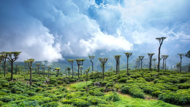 Piantagioni di Nuwara Eliya | Tour Sri Lanka