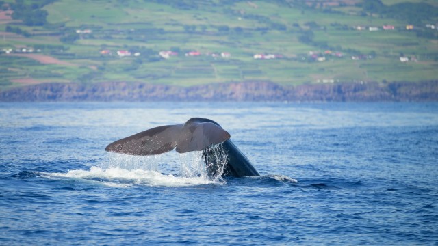 Balene a Pico | Viaggio Azzorre