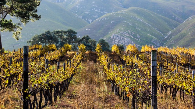 Regione vinicola | Tour Sudafrica
