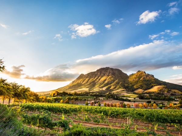 Sorseggiare vini rossi nella regione vinicola di Stellenbosch