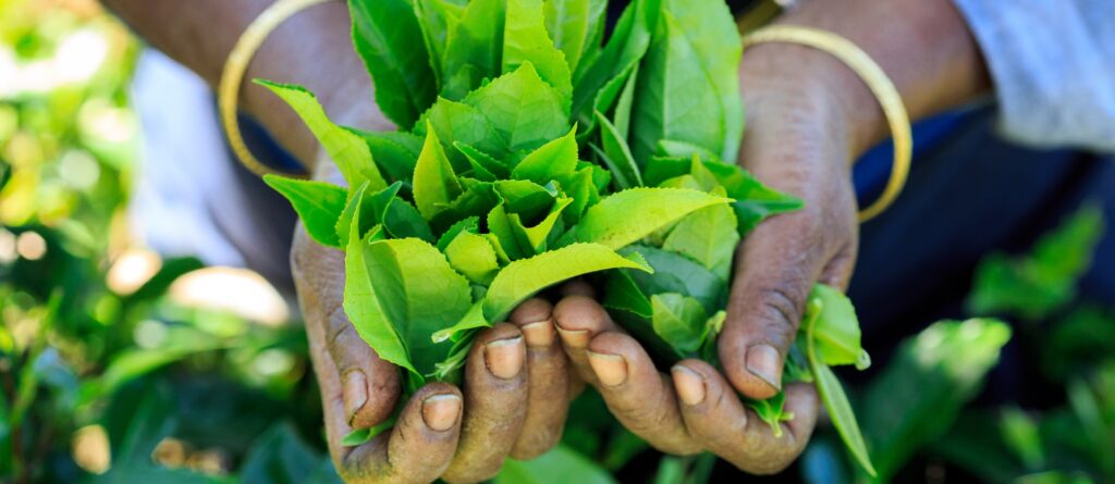 Tour Sri Lanka Essential | Tour Sri Lanka