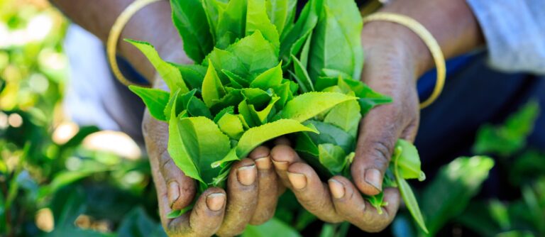 Tour Sri Lanka Essential | Tour Sri Lanka