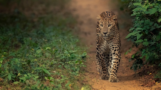 Leopardo al Wilpattu National Park | Tour Sri Lanka
