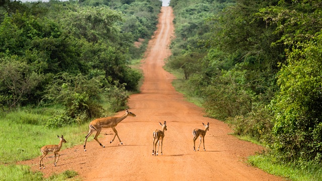 Antilopi al Lake Mburo National Park | Tour Uganda Gorilla