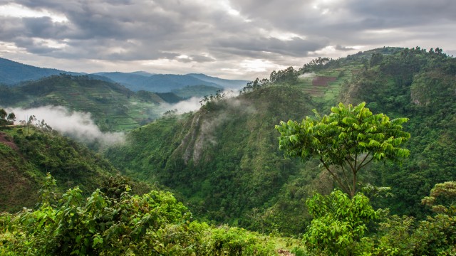 Bwindi Impenetrable Forest National Park | Tour Uganda Gorilla