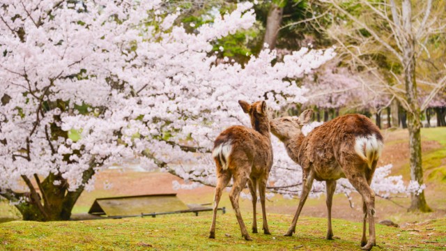 Nara Cervi | Tour in Giappone