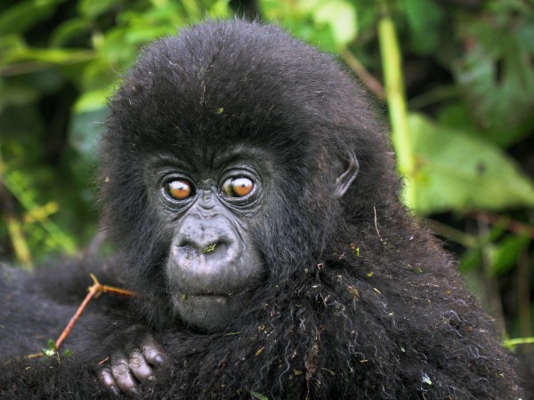 Fare amicizia con gli abitanti di Bwindi: i gorilla di montagna