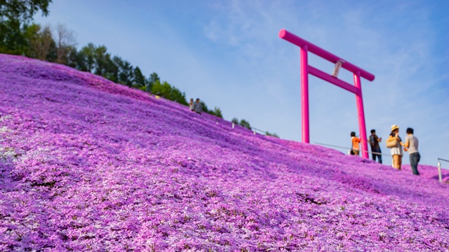 Higashimokoto Shibazakura Park | Tour Hokkaido Giappone