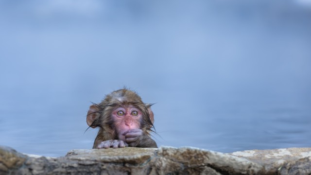 Jigokudani Snow Monkey Park | Tour Giappone Snow Monkeys