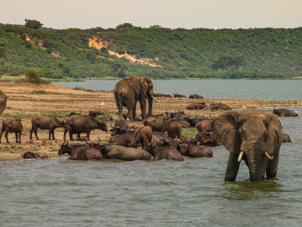 Navigare sul canale Kazinga nel Queen Elizabeth Park