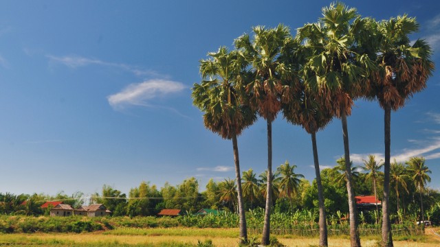 Natura sull'isola di Koh Trong | Tour in Cambogia