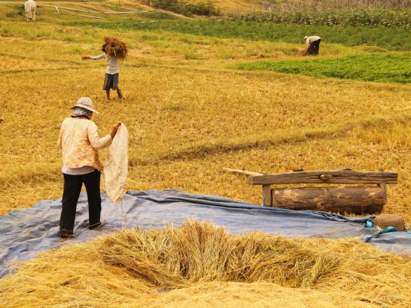 Pedalare tra l’autentica ospitalità degli abitanti di Koh Trong