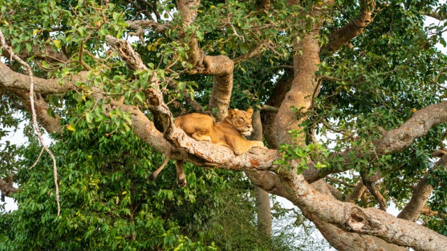 Leone al Queen Elizabeth National Park | Tour Uganda Gorilla