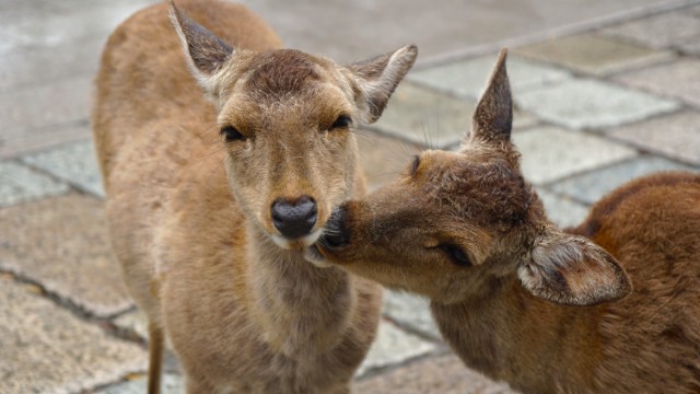 Nara Cervi | Tour Giappone Snow Monkeys