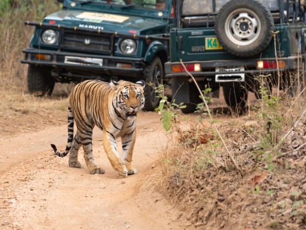 Safari alla ricerca della tigre nel Ranthambore National Park