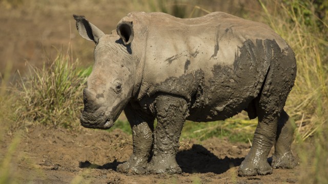 Rinoceronte, Riserva di Ziwa | Tour Uganda Gorilla