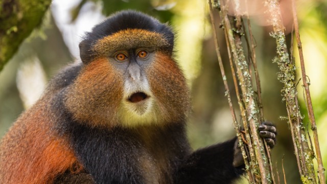 Trekking alla ricerca delle scimmie dorate | Safari Uganda