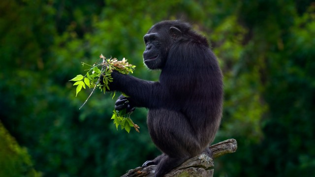 Trekking alla ricerca degli scimpanzé | Tour Uganda Gorilla