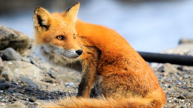 Volpe, Shiretoko | Tour Hokkaido Giappone