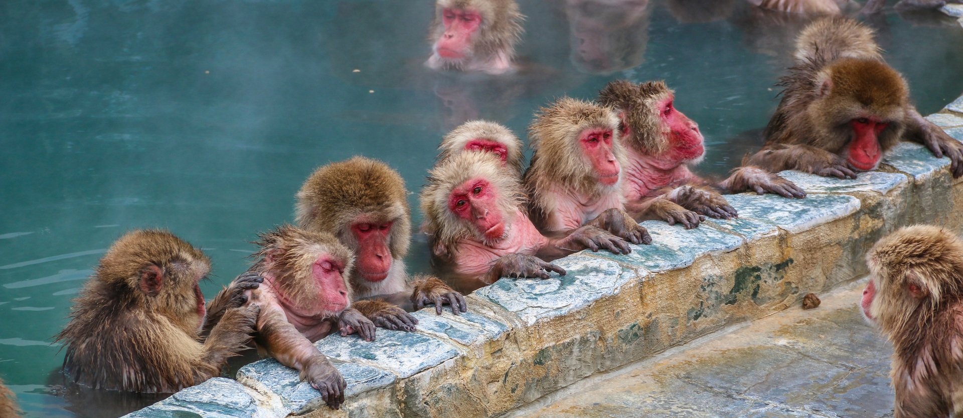 Tour Giappone Snow Monkeys