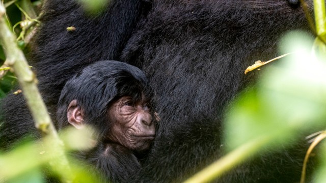 Trekking Gorilla, Bwindi | Tour Uganda Gorilla