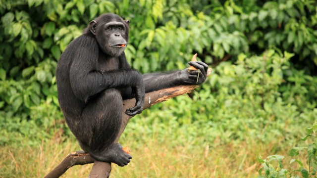 Scimpanzé | Safari Uganda