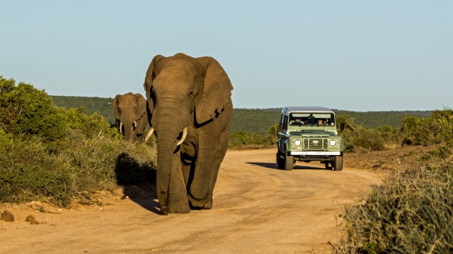 Safari in jeep nell'Addo Elephant Park