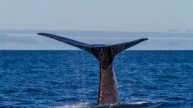 Kaikoura | Itinerario Nuova Zelanda 20 giorni