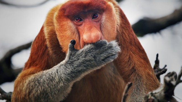 Tanjung NP | Itinerario Indonesia 3 settimane