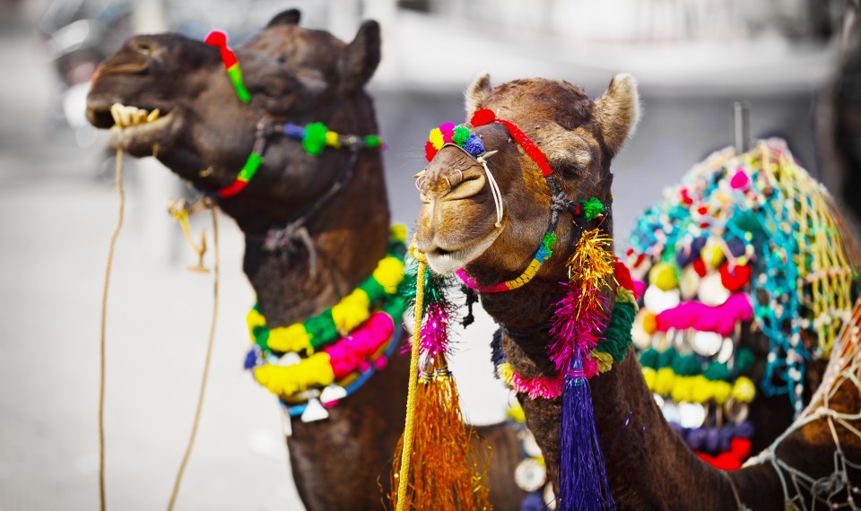 Gli eleganti cammelli della Pushakr Camel Fair