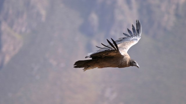 Cañon del Colca | Viaggio fai da te Perù