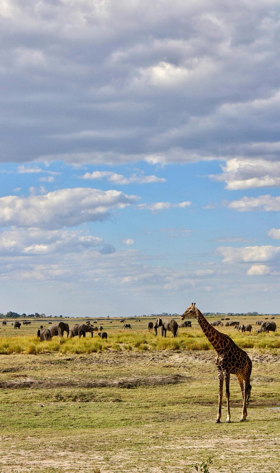 Chobe National Park | Botswana, cosa vedere