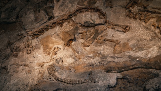 Fossili nel Dinosaur National Park | Tour parchi Usa