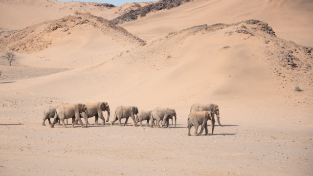 Elefanti del deserto di Brandberg | Tour Namibia