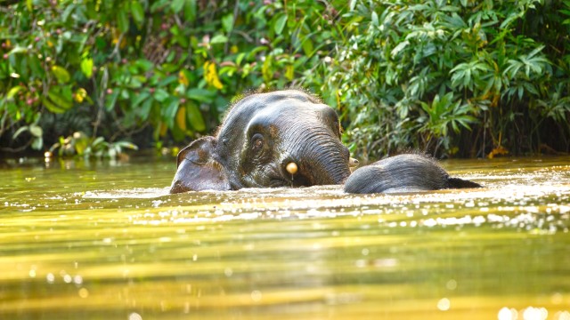 Elefante nel Kinabatangan River