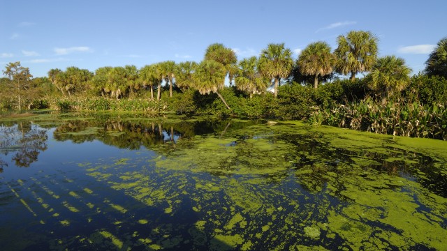 Everglades NP | Viaggio in Florida