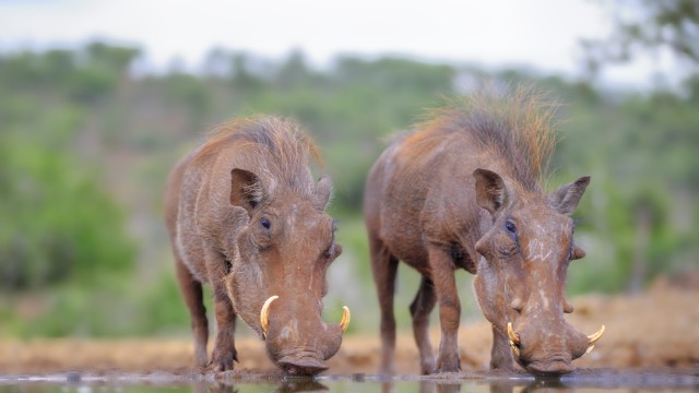 Pongola Nature Reserve