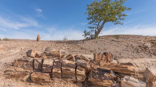 Foresta Pietrificata Damaraland | Namibia Viaggi