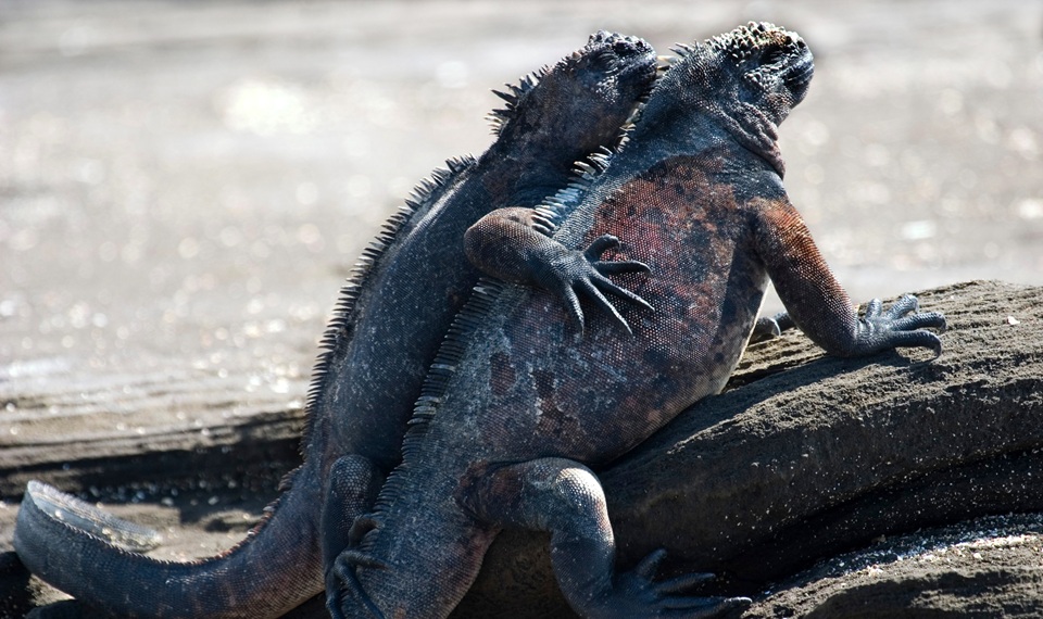 Galapagos, Iguane | Galapagos cosa fare