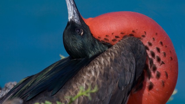 Fregata Isola San Cristobal | Viaggio di nozze Perù