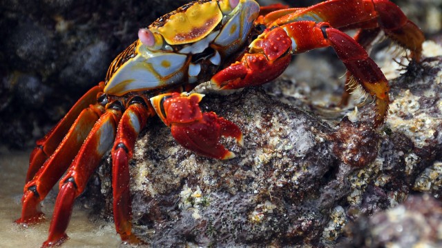 San Cristobal Galapagos | Viaggio di nozze Perù