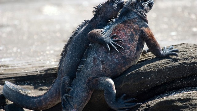 Tortuga Bay | Viaggio di nozze Perù