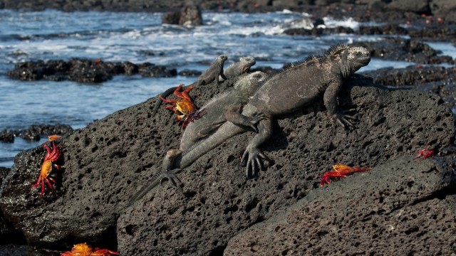 Isola Tintoreras | Viaggio di nozze Perù