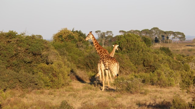 Tour guidato tra le giraffe nella Kariega Game Reserve