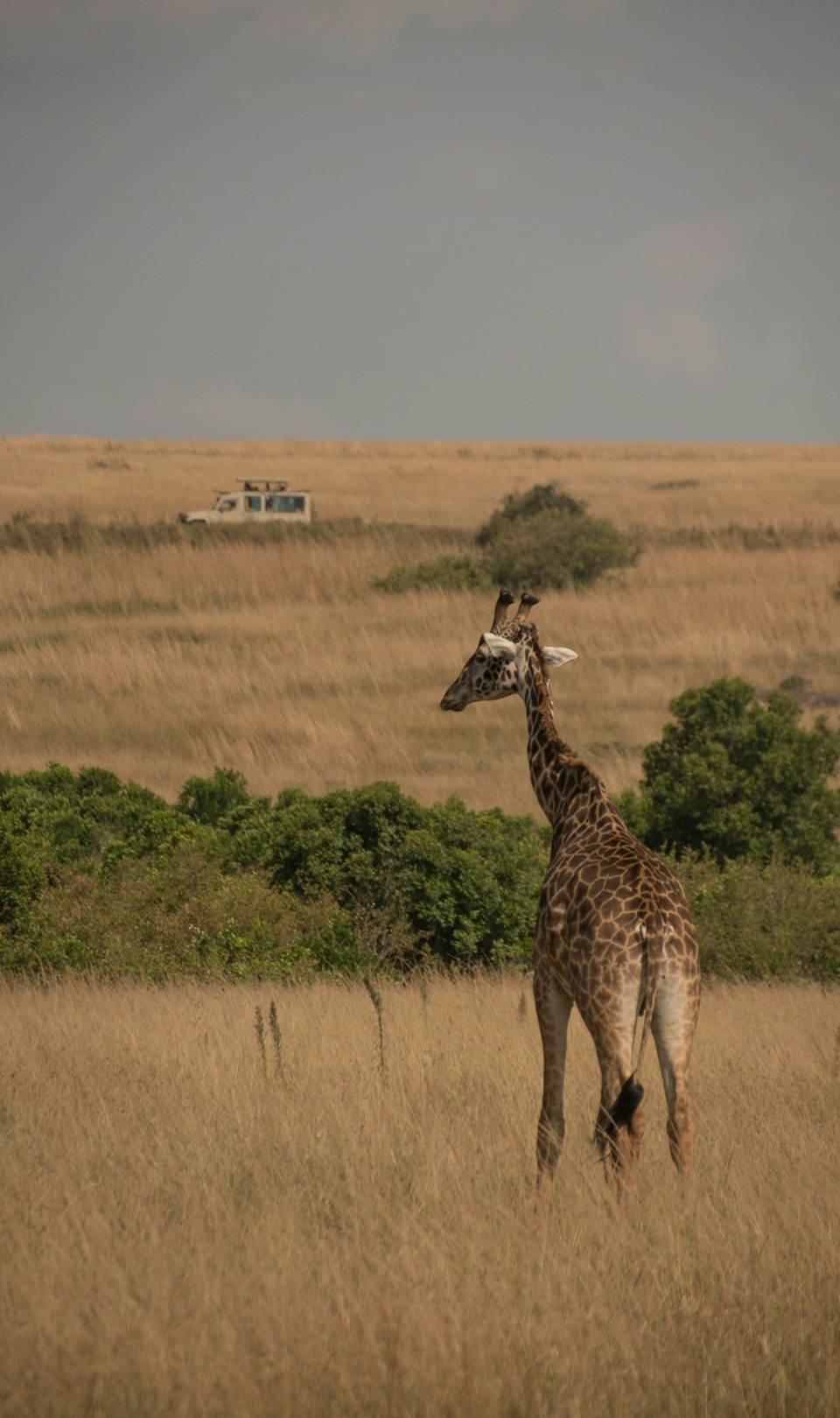 Incontri speciali in un safari | Abbigliamento safari in Africa