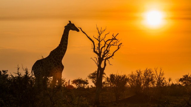 Giraffa al tramonto nel Kruger NP