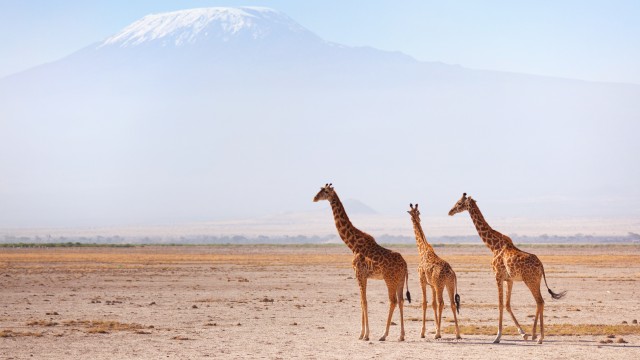 Giraffe nell'Amboseli National Park